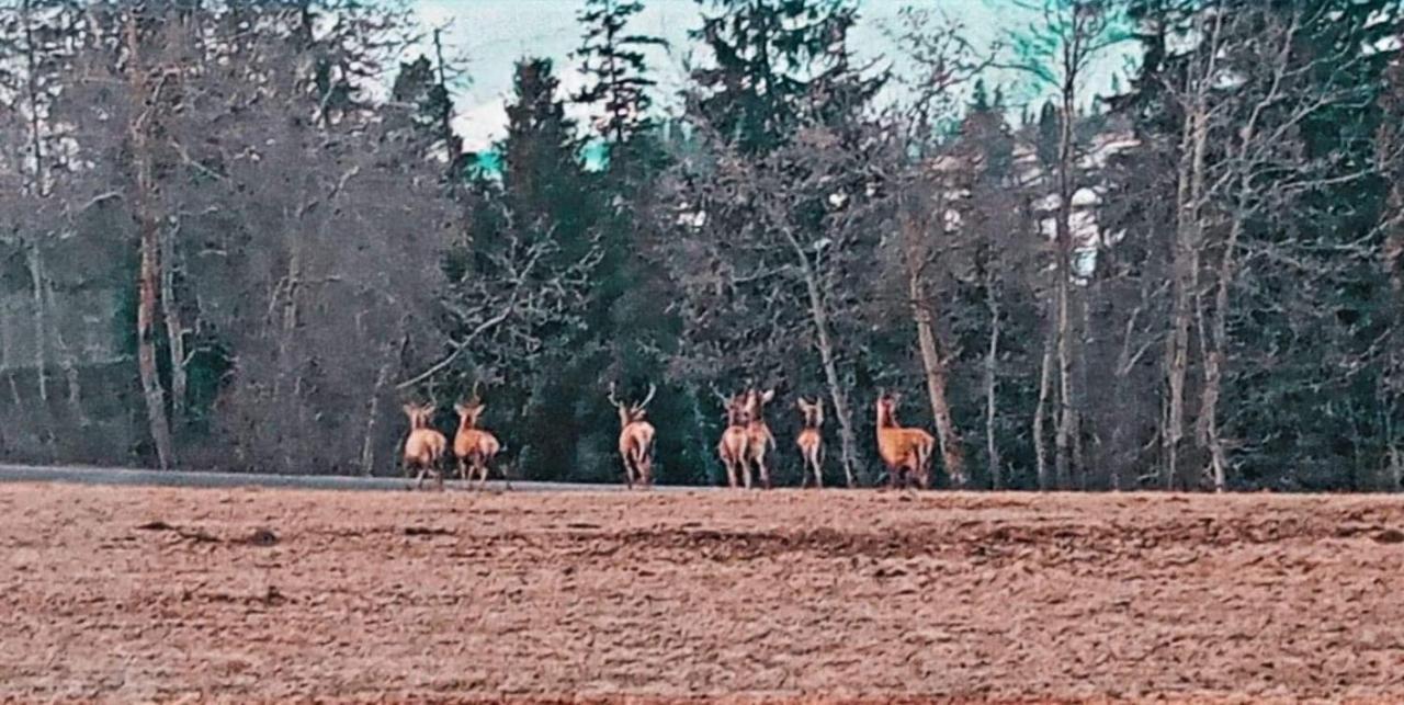 Domek Juka Biały Dunajec Zewnętrze zdjęcie